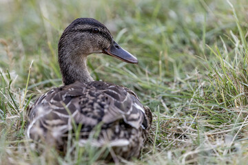 Mallard duck sitting in the grass.