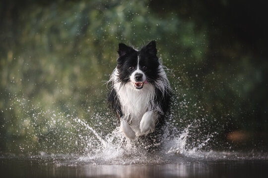 Black and white Border collie dog playing in water