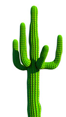 Isolated green cactus