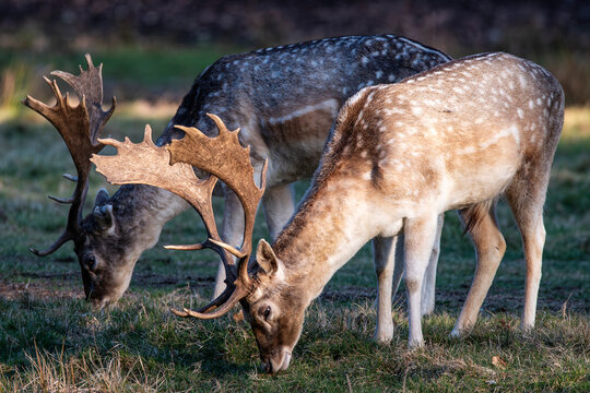 Close-up of a fallow deer