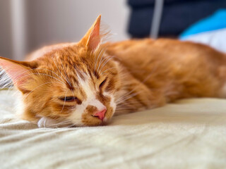 Fototapeta na wymiar cat sleeping on the bed