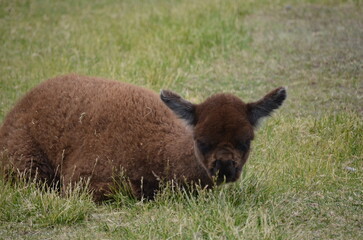 brown alpaca in the grass
