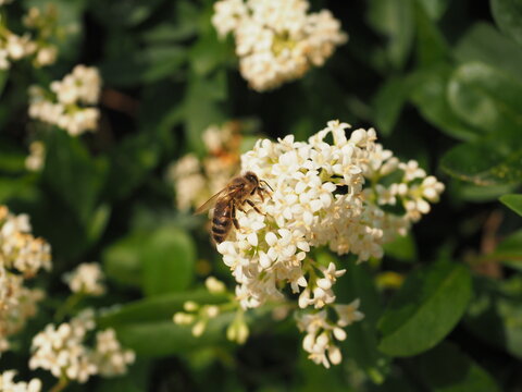 Clusters of White flowers (Ligustr pospolity (Ligustrum vulgare L.) and a honey bee