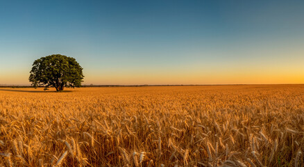 beautiful yellow wheat field with blue sky