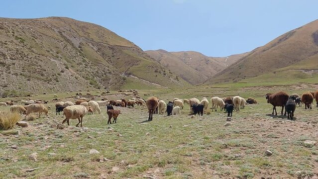 
Sheep herd on a green pasture in mountains. sheep and lambs on pasture with high mountains in background. Farming outdoor. Beautiful landscape. Animals in wilderness. Sunny day, amazing weather.
