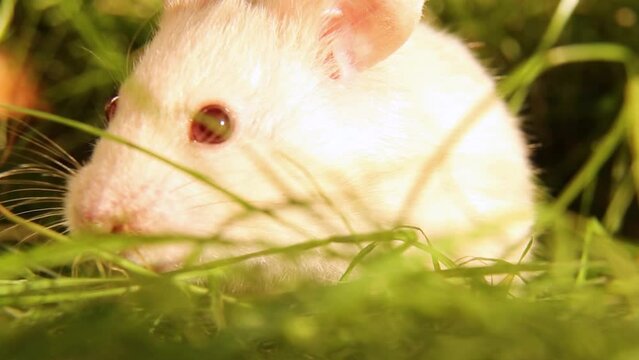  The hamster froze and listens and does not move. The white mouse looks around.