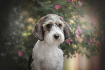 Close up portrait of a Petit basset griffon vendeen dog among pink flowers