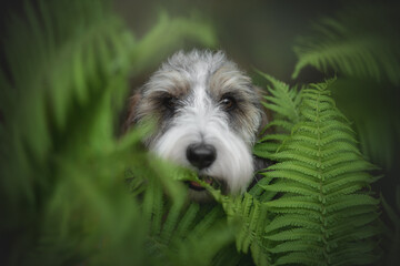 Naklejka na ściany i meble Close up portrait of a Petit basset griffon vendeen dog in fern greenery