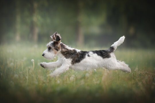 Petit basset griffon vendeen dog running across the field