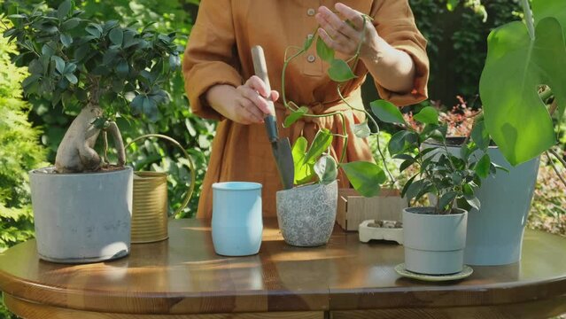 Gardening. Young woman replanting houseplant into new flowerpot in back yard garden. 