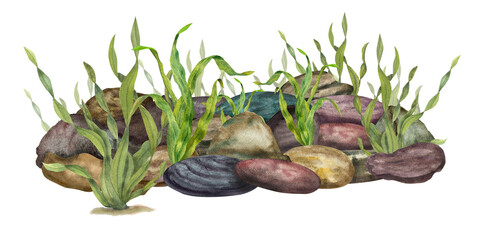 Natural green sea kelps among underwater stones isolated on transparent background. Watercolor illustration of marine composition for print, postcards, flyers, booklets