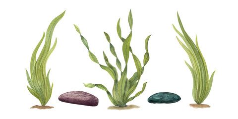 Watercolor illustration of sea weeds, underwater rocks isolated on transparent background. Perfect for design, cards, background, souvenirs, decor, banner, fabric, textile, wrapping