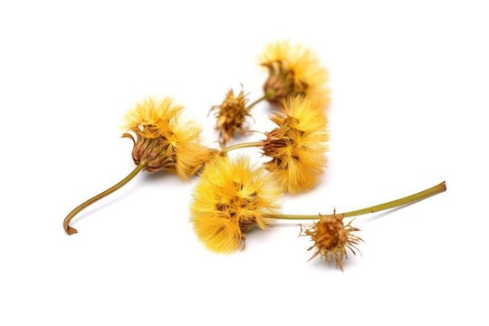 stock photo of Dandelion Taraxacum seeds isolated white background photography Generated AI
