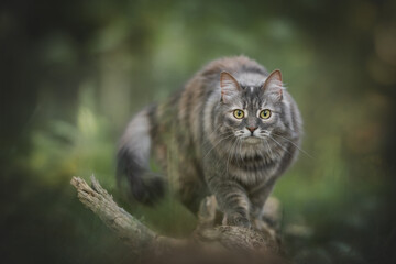 Naklejka na ściany i meble Grey striped cat walking on a fallen tree in the forest