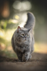 Grey striped cat walking in the forest