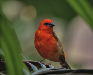 Male  Madagascar fody perched on a branch.