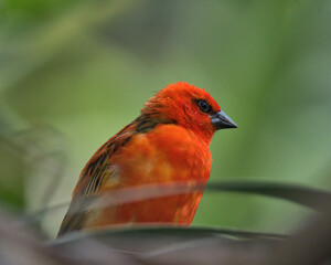 Male  Madagascar fody perched on a branch.