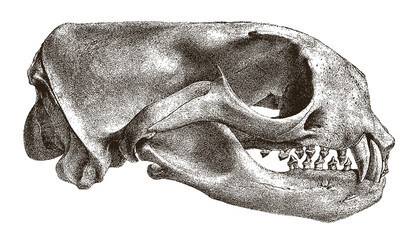 Skull of threatened northern fur seal callorhinus ursinus in side view