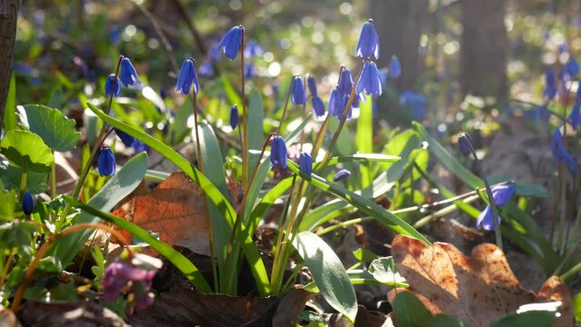 Spring blue scilla flowers sway in the wind against the background of the forest. Static close-up shot of early spring flowers in the forest.