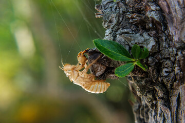 cicada molt on a pear tree in summertime  - obrazy, fototapety, plakaty