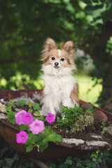Papillon in the garden