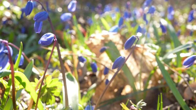 Shooting a small scilla siberica clearing in the sun. Little blue spring flowers enjoy the sunny weather.