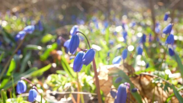 Nice shot with out of focus scilla siberica flowers. The rays of the sun seep through the branches and play on the flowers.