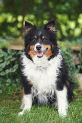 Australian Shepherd