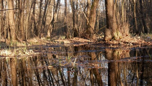 Slow camera panning across a swampy forest lake in sunny weather. Stunning shots of an unusual lake in early spring.