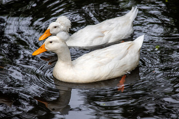 Two swimming domestic white crested duck breed