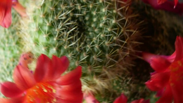 Video in a circle of a chic bush of flowering rebutia with red flowers. Shooting from above, a frame of a blooming cactus at home.