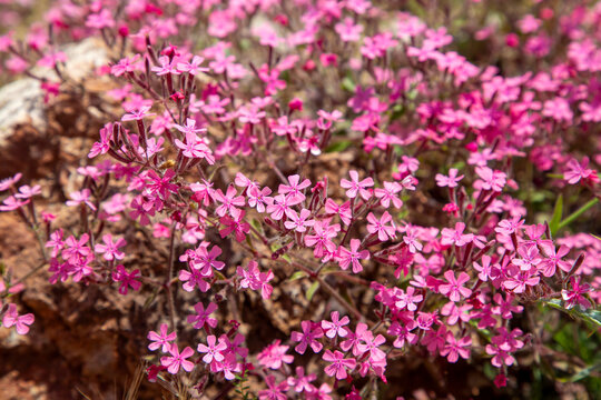 Rock soapwort or tumbling Ted flowers (Saponaria ocymoides, the Caryophyllaceae family)