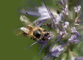 Close up of a small honey bee looking for pollen on purple wild flowers