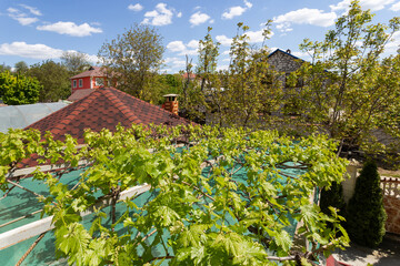 Rooftop with the vineyard, cloudy sky on the background. Vineyard landscape, rural concept, summertime.