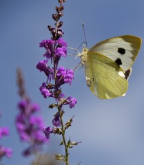 white butterfly on a wild purple flower