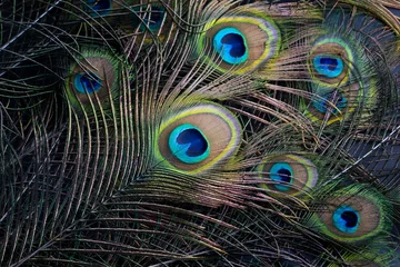 Foto op Plexiglas Colorful and Artistic Peacock Feathers. This is a macro photo of the arrangement of bright peacock feathers. © Esin Deniz
