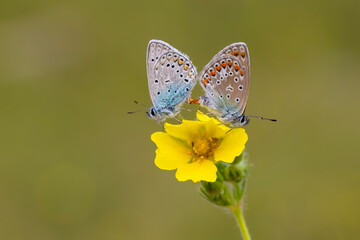 Macro shots, Beautiful nature scene. Closeup beautiful butterfly sitting on the flower in a summer garden.