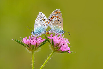 Macro shots, Beautiful nature scene. Closeup beautiful butterfly sitting on the flower in a summer garden.