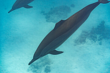 Farbenpracht im Riff: Verletzter Spinnerdelphin verzaubert die Unterwasserlandschaft des Roten Meeres