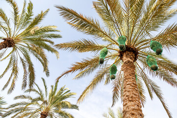 Delicious unripe dates on palm tree in Al Ain oasis