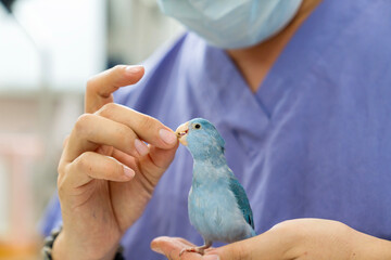 Parakeet are Exotic Pets. Parakeet Forpus are in the veterinary examination room.
