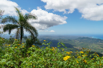 Fototapeta na wymiar Beautiful viewpoint from the top of Mount Isabel de Torres with palm tree and yellow flowers