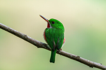 Close-up of a green and red tody bird on a branch - looking to the left