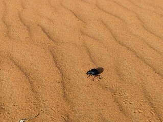 A black scarab beetle in the Erg Chebbi desert