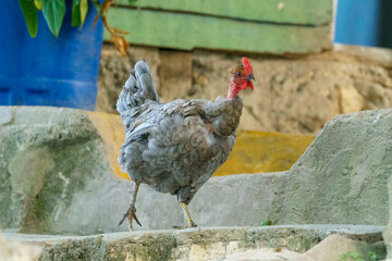 Funky looking chicken walking on concrete steps with colorful farm buildings in the background