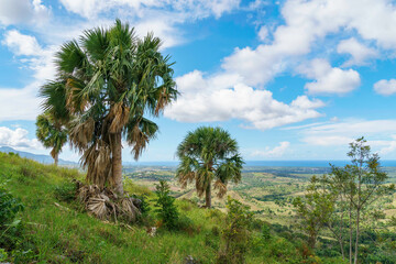 Obraz premium Palm trees on a grassy knoll overlooking the valley and blue ocean