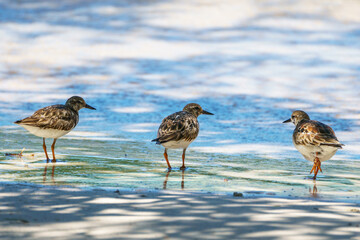 Three sandpipers on the edge of the ocean amidst mottled shade