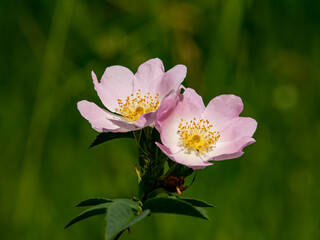 wild flower on summer meadow