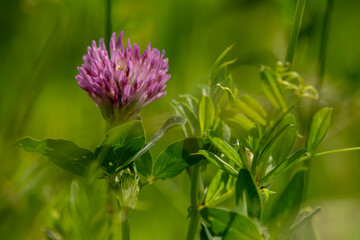 wild flower on summer meadow