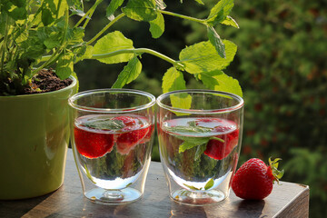 Two glasses of water with mint and strawberries next to the peppermint herb in a pot
